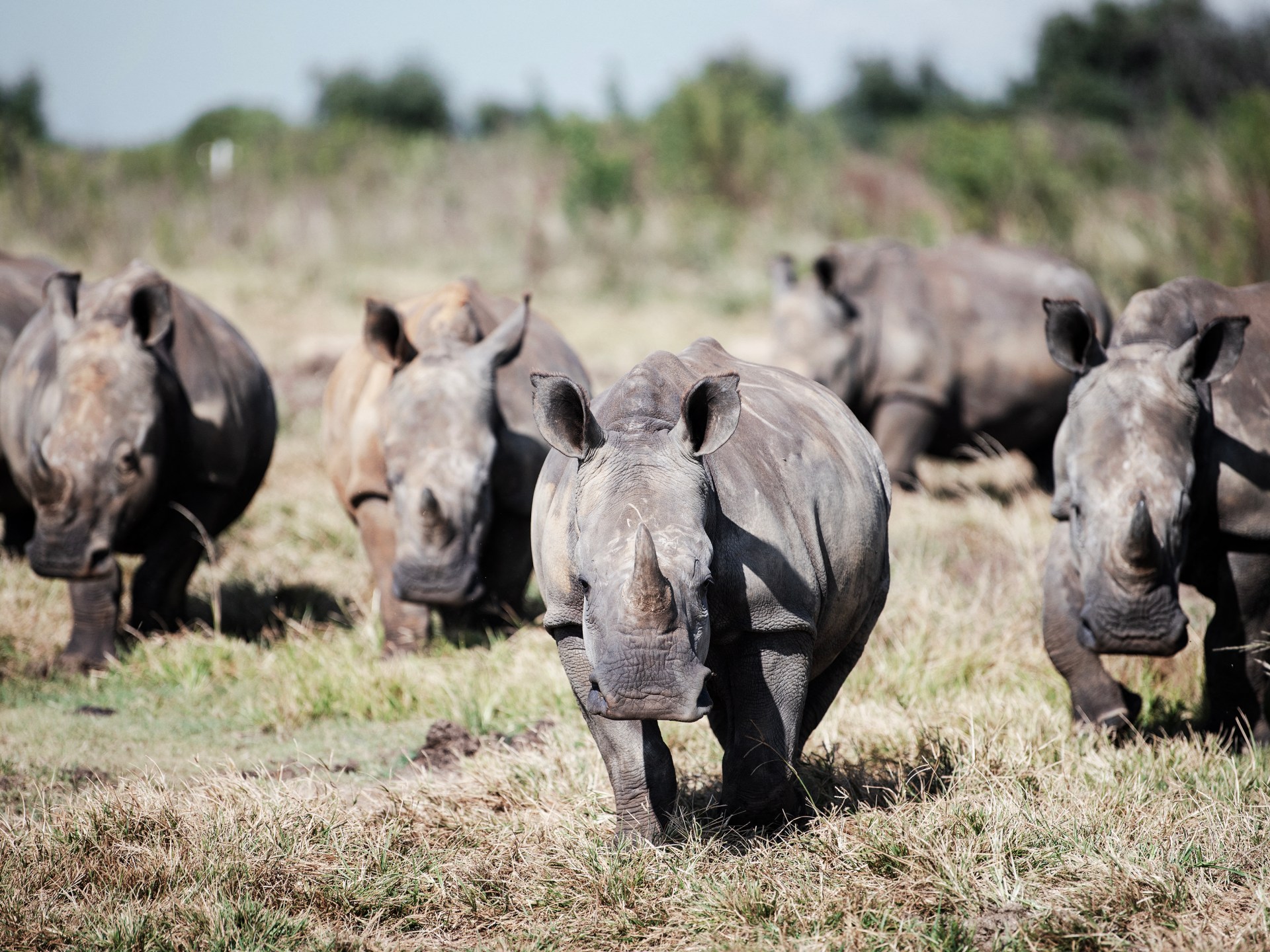 dozens-of-white-rhinos-relocated-from-south-africa-to-rwanda