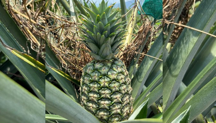 first-consignment-of-md-2-pineapples-exported-from-india-to-uae
