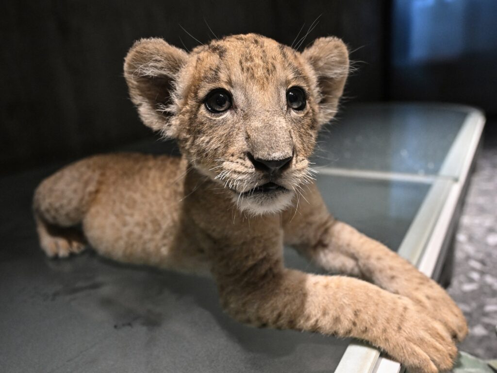 petting-cafes-to-homes:-thailand’s-soaring-captive-lion-population