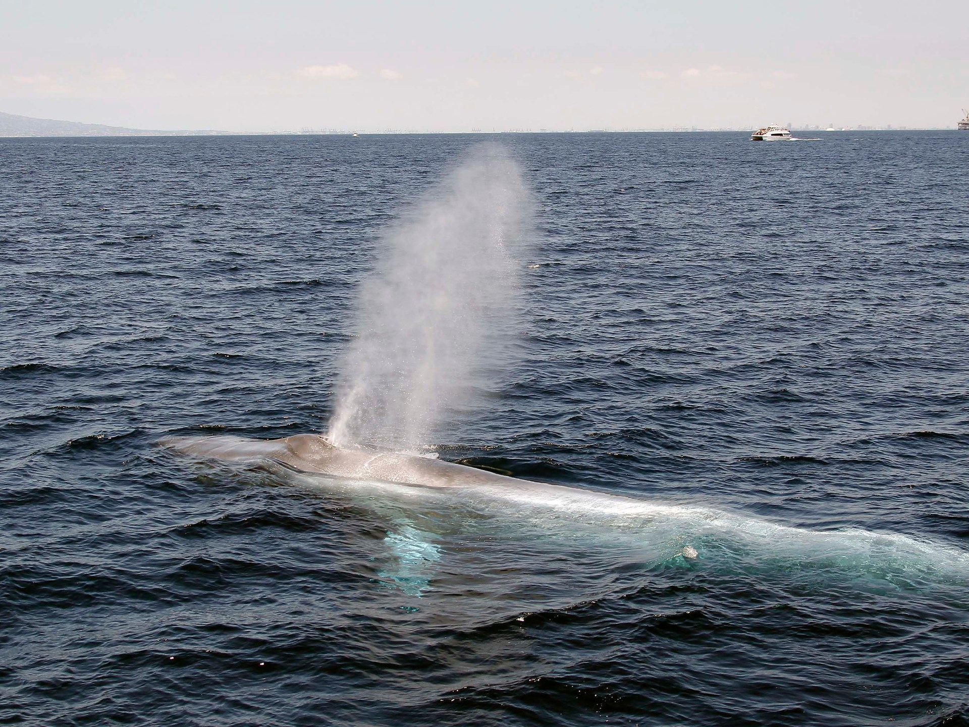 why-have-blue-whales-stopped-singing?-the-mystery-worrying-scientists