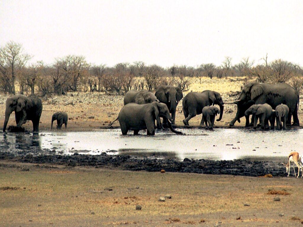 namibia-deploys-army-to-fight-fire-in-one-of-africa’s-largest-reserves