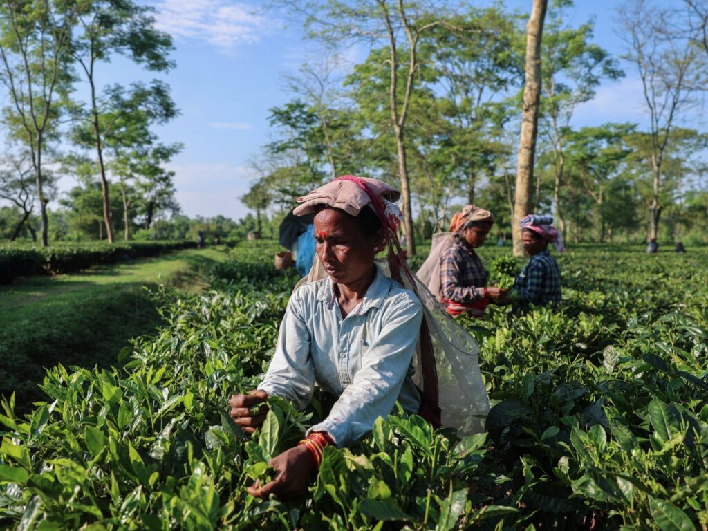drier-weather-threatens-india’s-tea-exports,-global-supply