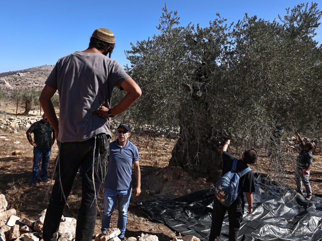 israeli-army,-settlers-target-palestinian-olive-harvesters-in-west-bank