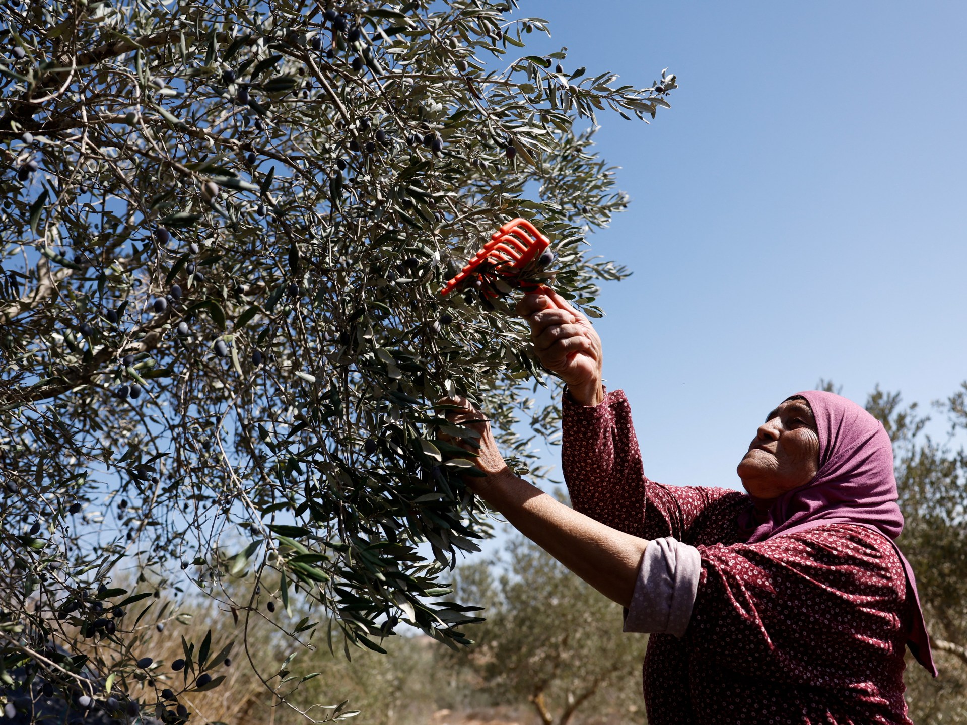 israeli-attacks-on-olive-harvest-‘threaten-palestinian-way-of-life’:-un