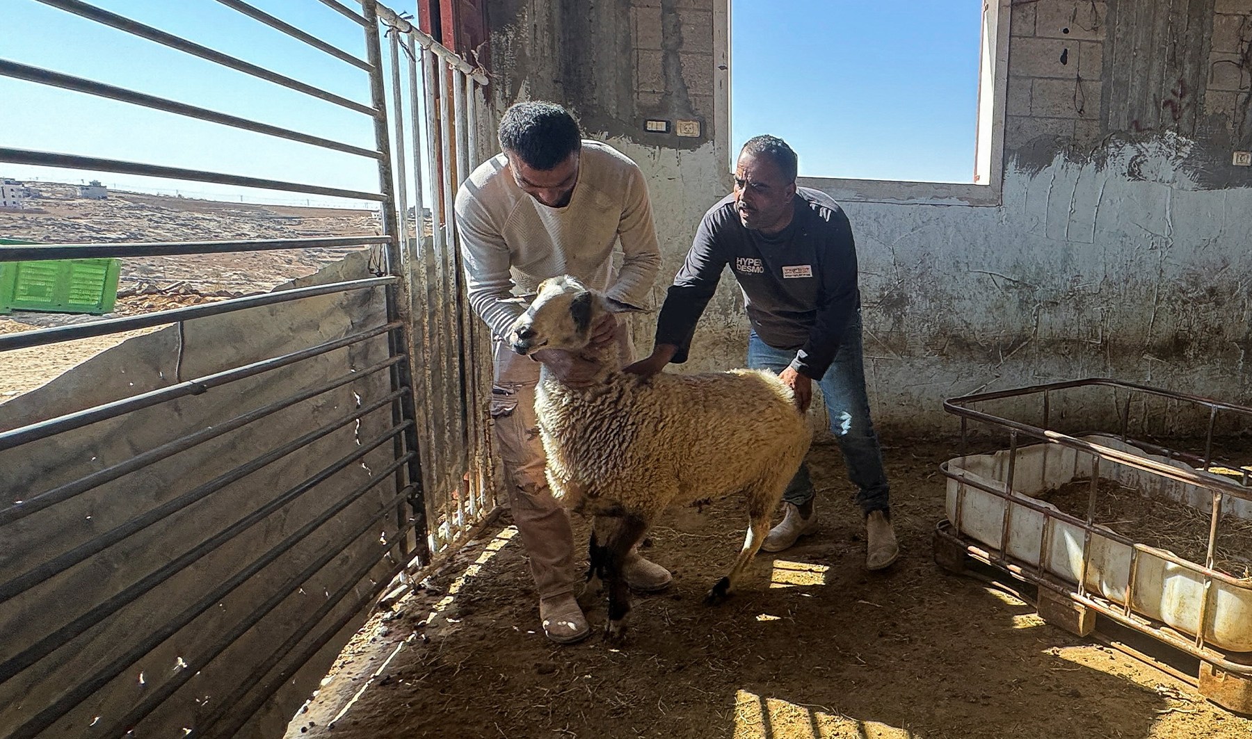 israeli-settlers-intensify-attacks-on-palestinian-farmers-and-livestock