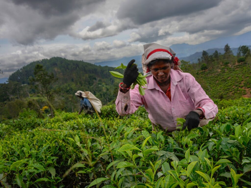 ‘like-wastelands’:-sri-lanka-tea-plantations-suffer-cyclone-ditwah’s-wrath