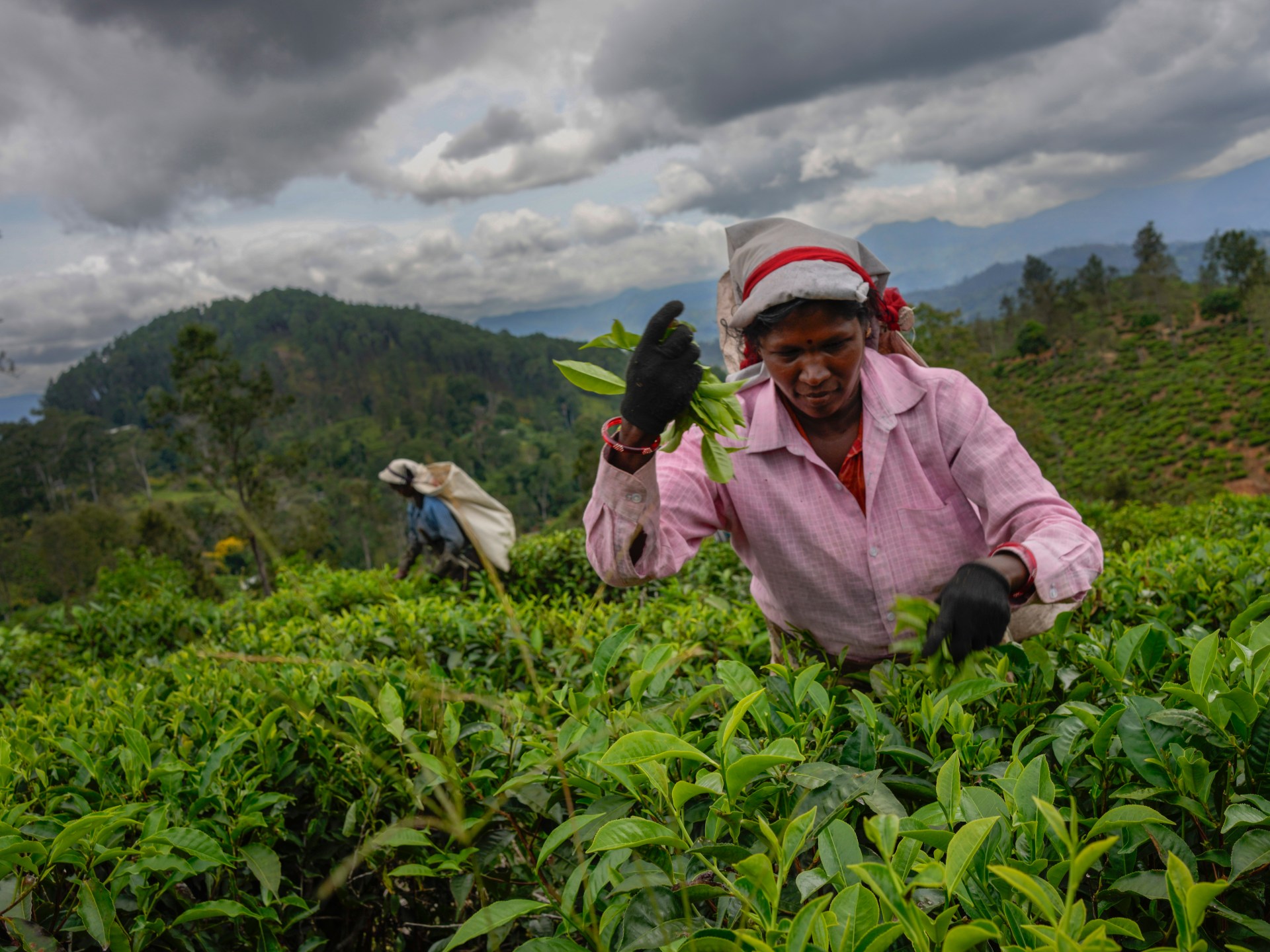 ‘like-wastelands’:-sri-lanka-tea-plantations-suffer-cyclone-ditwah’s-wrath