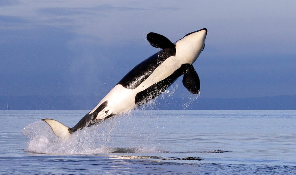 un-treaty-to-protect-‘extraordinary’-marine-life-due-to-come-into-force