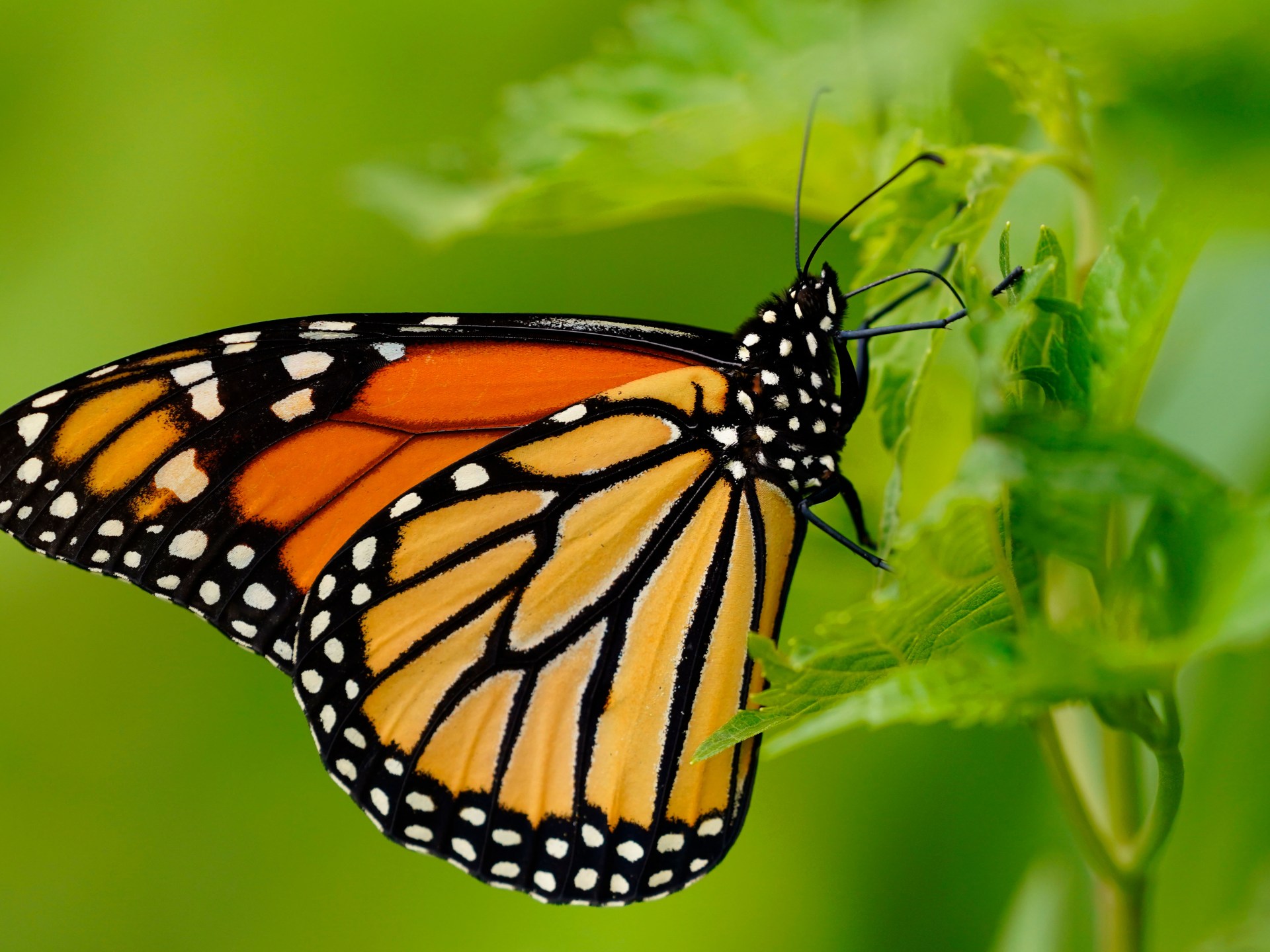 endangered-monarch-butterfly-population-surges-64-percent
