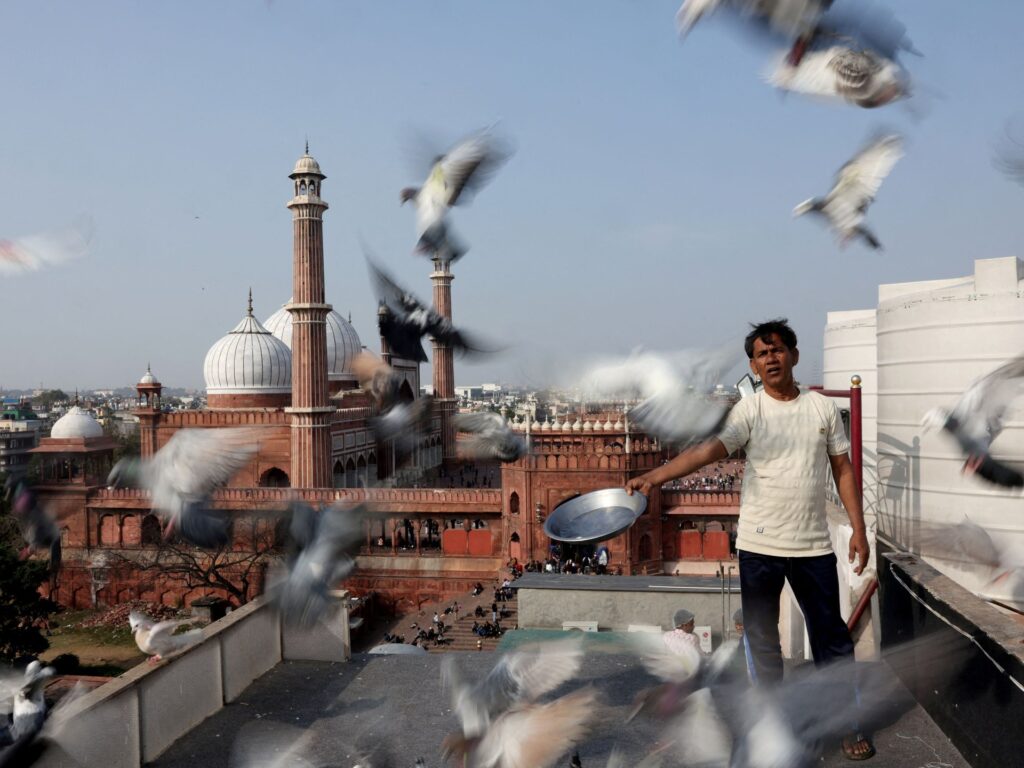 mughal-era-pigeon-training-survives-in-heart-of-india’s-capital