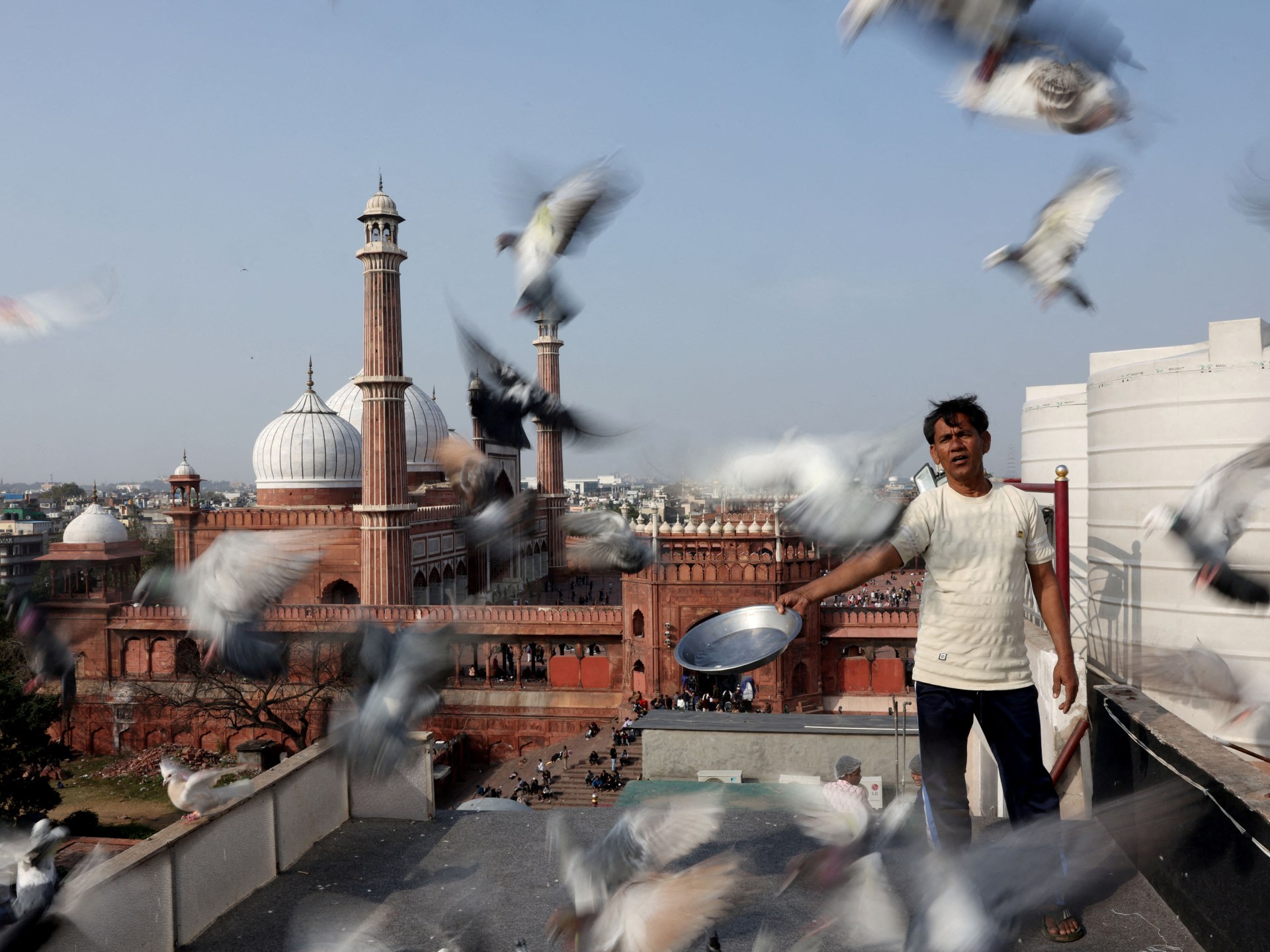 mughal-era-pigeon-training-survives-in-heart-of-india’s-capital