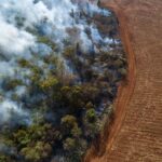 ‘encouraging’:-global-rainforest-loss-slows-in-2025-after-record-year