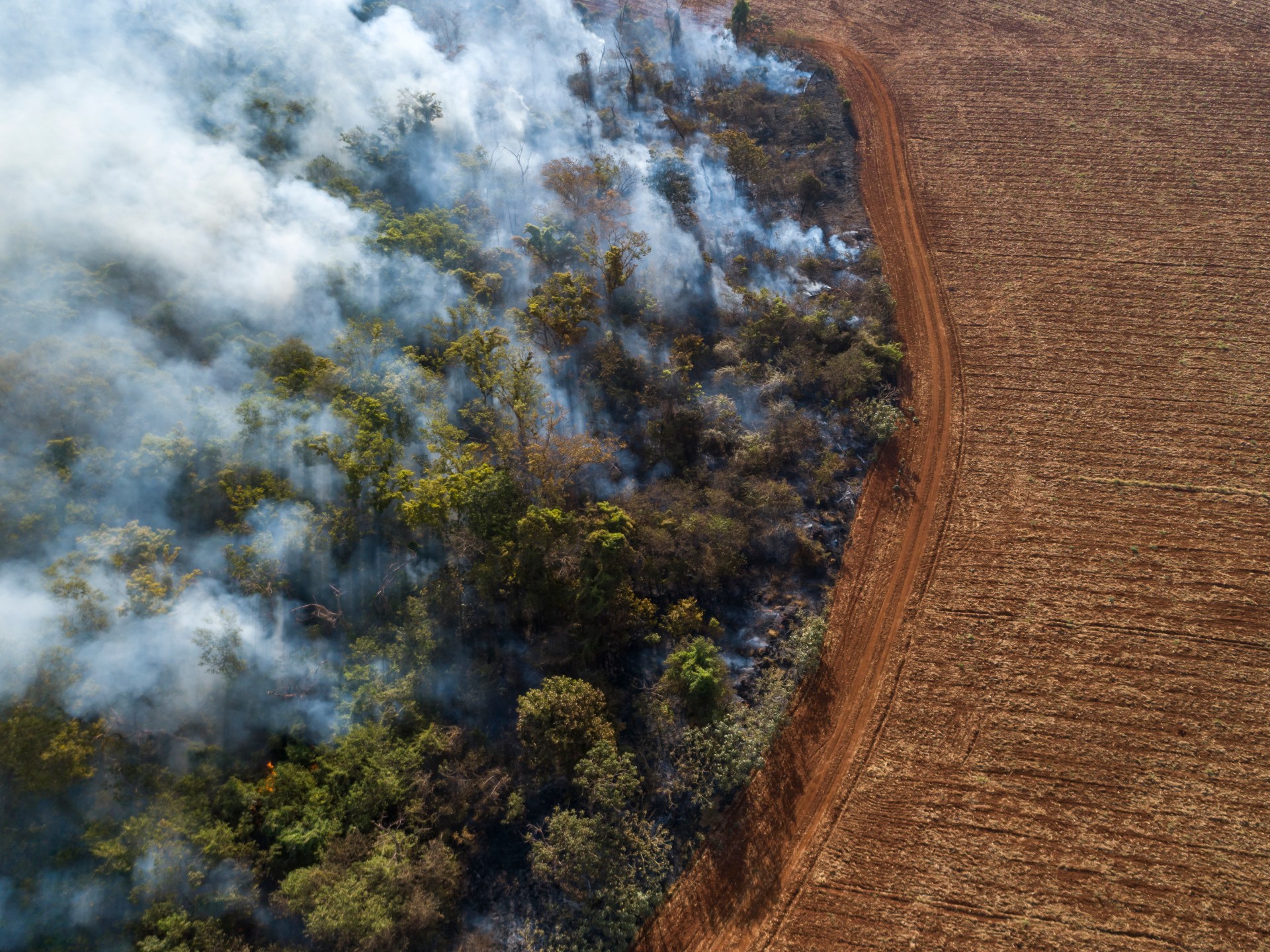 ‘encouraging’:-global-rainforest-loss-slows-in-2025-after-record-year