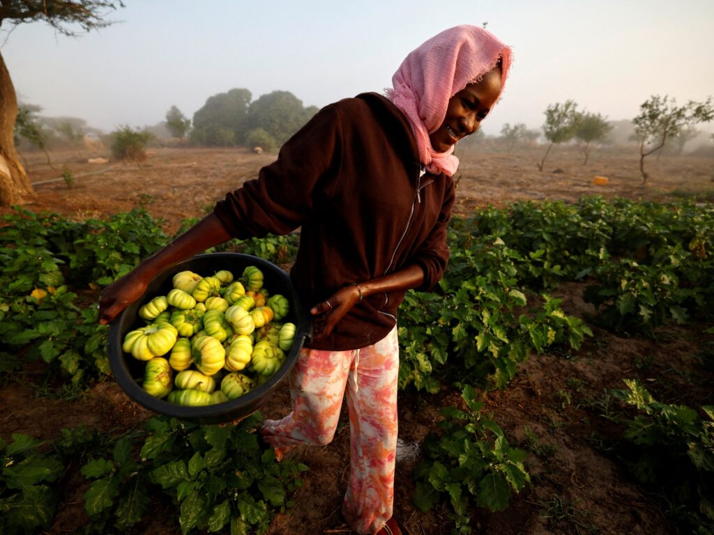 amid-the-fertiliser-crisis,-africa-has-a-chemical-free-option:-agroecology