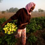 amid-the-fertiliser-crisis,-africa-has-a-chemical-free-option:-agroecology