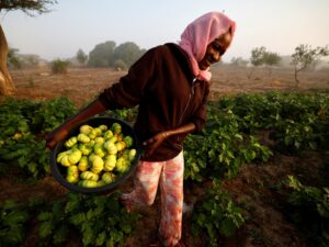 amid-the-fertiliser-crisis,-africa-has-a-chemical-free-option:-agroecology