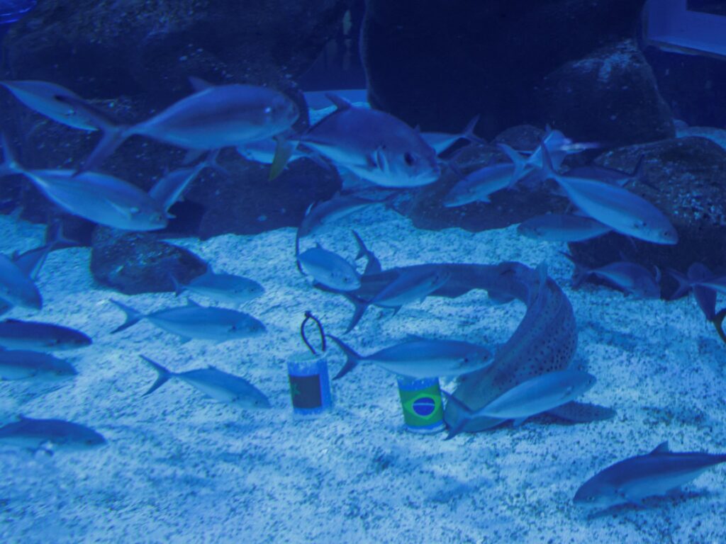shark-predicts-winning-start-for-brazil-at-fifa-world-cup