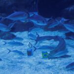 shark-predicts-winning-start-for-brazil-at-fifa-world-cup