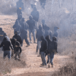palestinian-olive-trees-torched-as-settler-pogroms-escalate-during-harvest